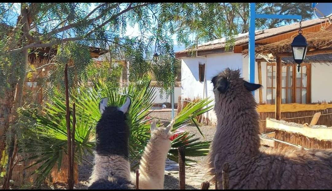 Cabañas, Voyage Atacama San Pedro de Atacama Exterior foto