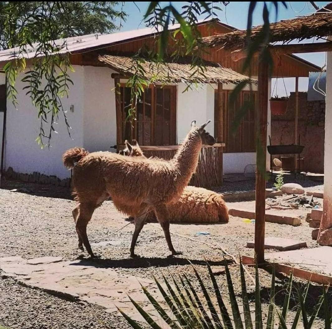 Cabañas, Voyage Atacama San Pedro de Atacama Exterior foto